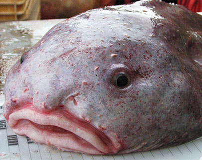 The World's Ugliest Animal blobfish looks ugly when out of water because  of its low-density flesh. Under the deep sea the fish looks normal because  the pressure compresses it to normal state. 